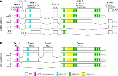 Bcl11 Transcription Factors Regulate Cortical Development and Function